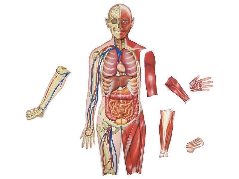 Corps Humain Double Face Magnetique